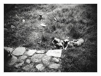 High angle view of relaxing on field