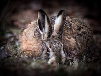 Close-up of a field hare