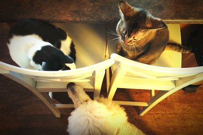 Cat relaxing on chair at home