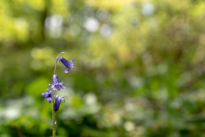 Close-up of purple flowering plant