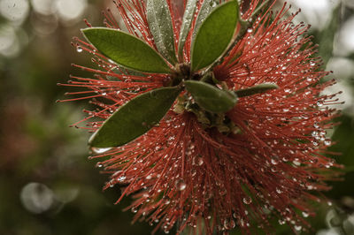 Close-up of raindrops on plant