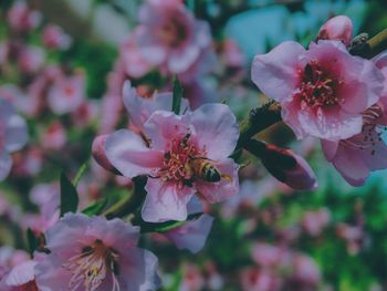 Close-up of pink flowers on tree