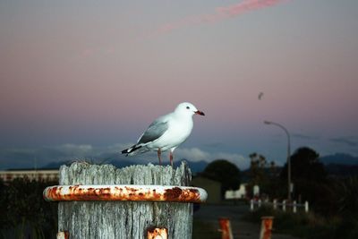 Seagull perching on wooden post