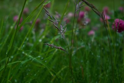 Close-up of raindrops on flowering plant