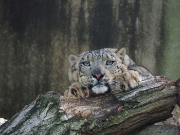 Portrait of a cat on tree trunk