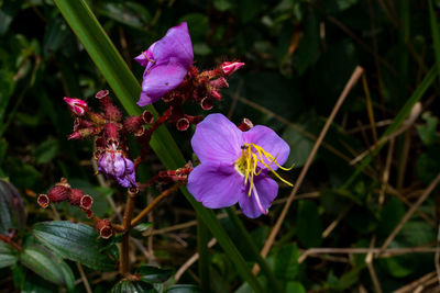 Close-up of purple flowering plant