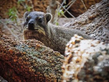 Close-up portrait of hyrax on rock