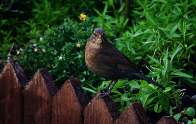 Close-up of bird perching on wood