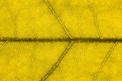 Macro shot of yellow leaf