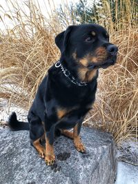 Close-up of black dog sitting on field during winter