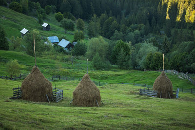 Hay bales on field against trees in forest