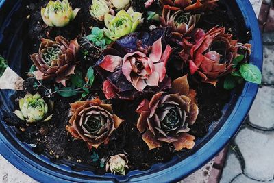 High angle view of various flowers in plate