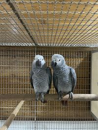 View of birds in cage