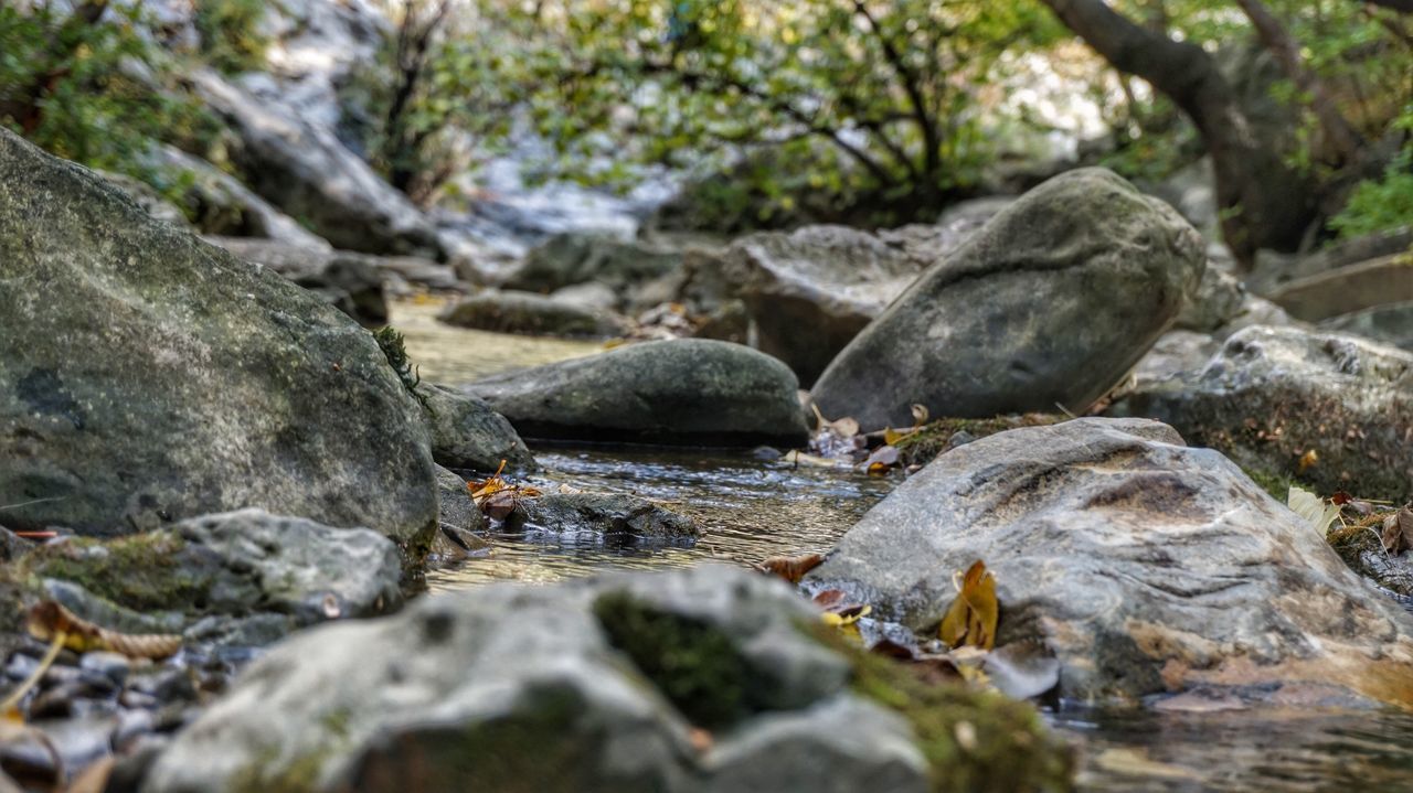 rock - object, nature, animal themes, no people, outdoors, tree, animals in the wild, water, day, close-up, beauty in nature, mammal