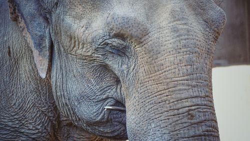 Close-up of elephant