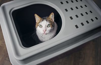 Close-up portrait of a cat