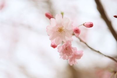 Close-up of pink cherry blossom