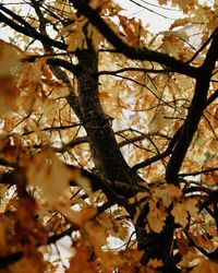 Low angle view of cherry blossom tree