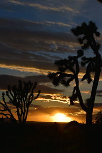 Silhouette trees on beach against dramatic sky