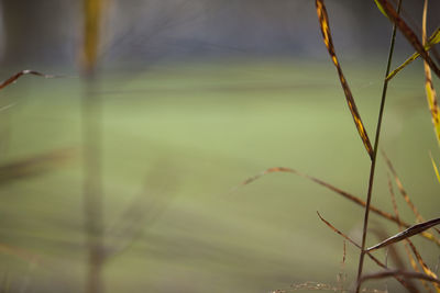 Close-up of plant against blurred background