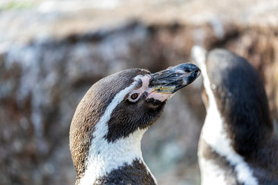 Close-up of penguin