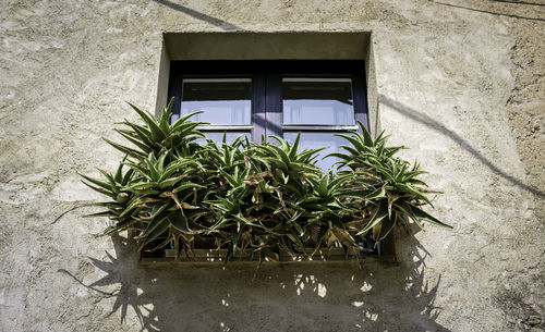 Trees in a house