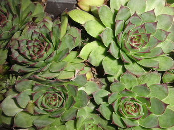 High angle view of succulent plant leaves