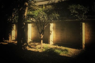 Plants growing in abandoned building