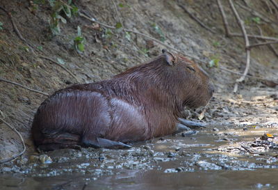 Side on portrait of capybara hydrochoerus hydrochaeris bathing in mud, pampas del yacuma, bolivia.