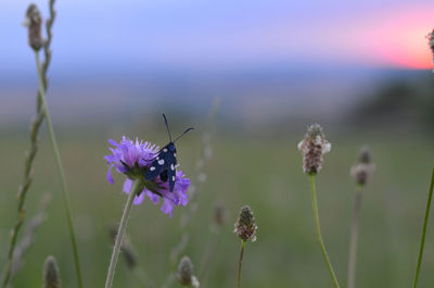 Close-up of thistle blooming on field