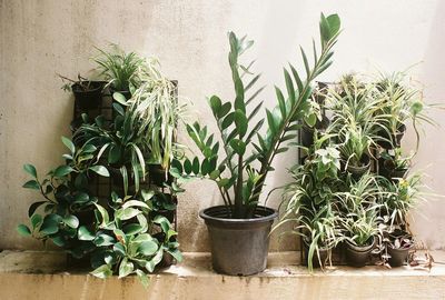 Plants growing on wall