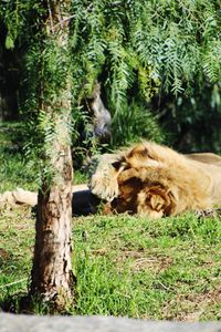 Cat lying on tree