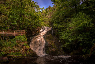 Scenic view of waterfall in forest