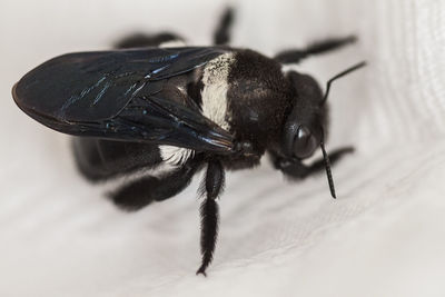 Close-up of housefly