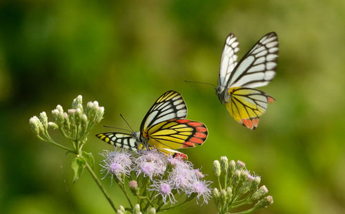 Close-up of butterfly on purple flower