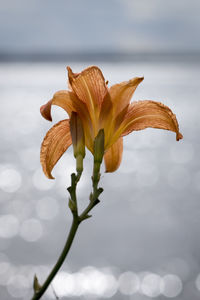 Close-up of day lily blooming against lake