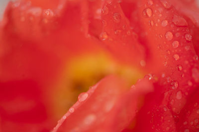 Close-up of wet red rose flower