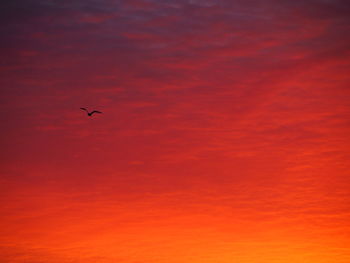 Low angle view of bird flying against orange sky