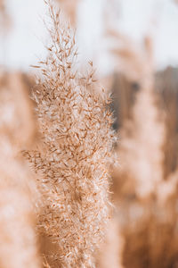 Pampas grass. dry beige reed. abstract natural background. pastel neutral colors. earth tones. 