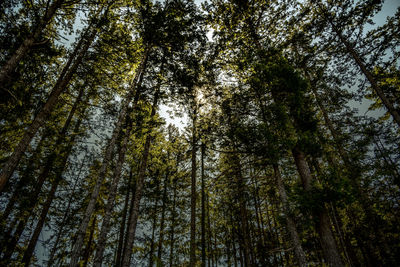 Low angle view of bamboo trees