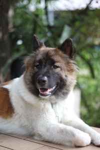 Close-up portrait of a dog