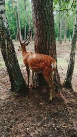 Deer standing on tree trunk in forest