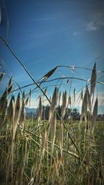 Plants growing on field against blue sky