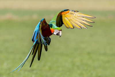 Close-up of parrot flying over field