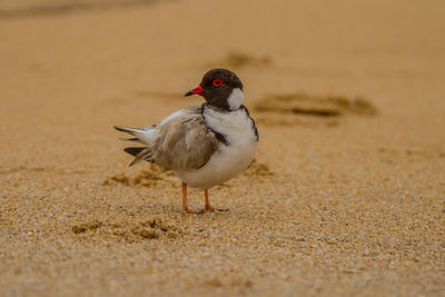 Close-up of bird perching at beach