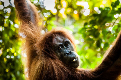 Sumatran orangutan chewing food