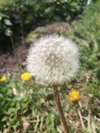 Close-up of dandelion