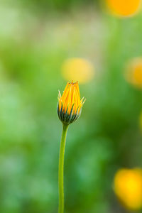 Close-up of yellow flower blooming outdoors