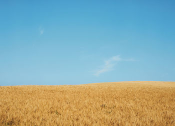 Scenic view of field against clear blue sky