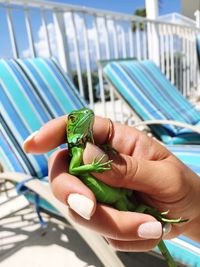 Close-up of hand holding lizard